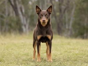 Australian Kelpie — front