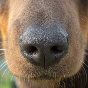 Australian Kelpie — nose