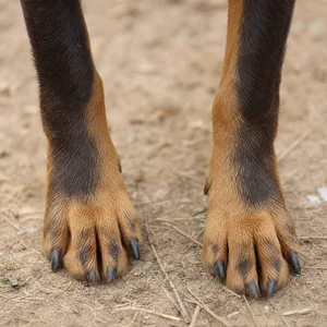 Australian Kelpie — paws