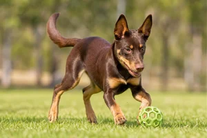 Australian Kelpie — playing