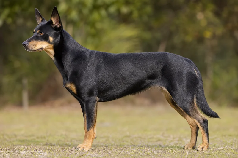 Australian Kelpie — side