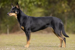 Australian Kelpie dog