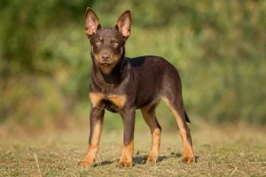 Australian Kelpie — puppy (~4 mo)