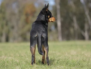 Australian Kelpie — rear