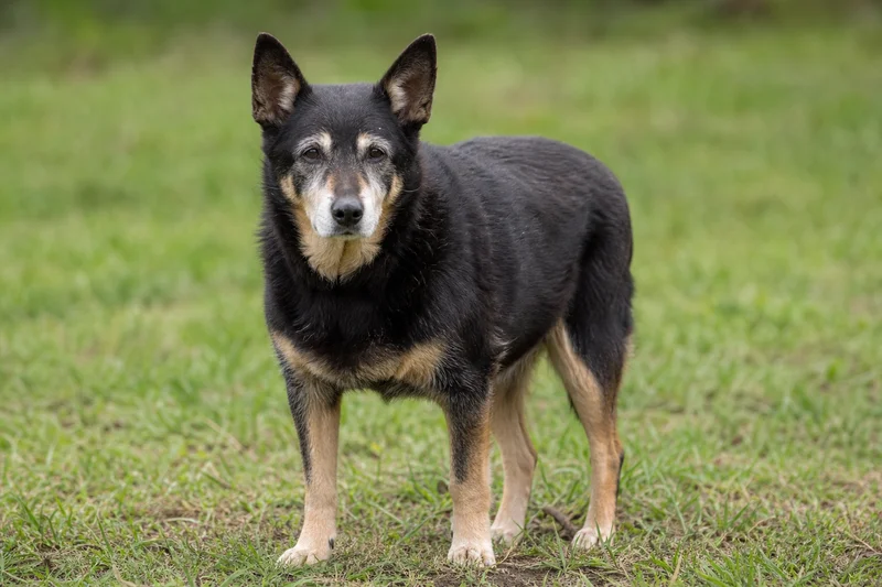 Australian Kelpie — senior
