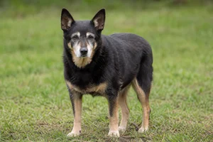Australian Kelpie — senior
