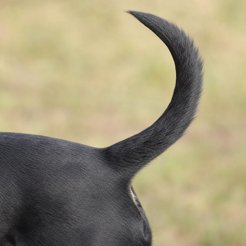 Australian Kelpie — tail