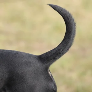 Australian Kelpie — tail
