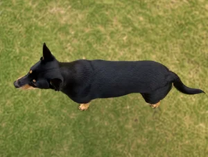 Australian Kelpie — top