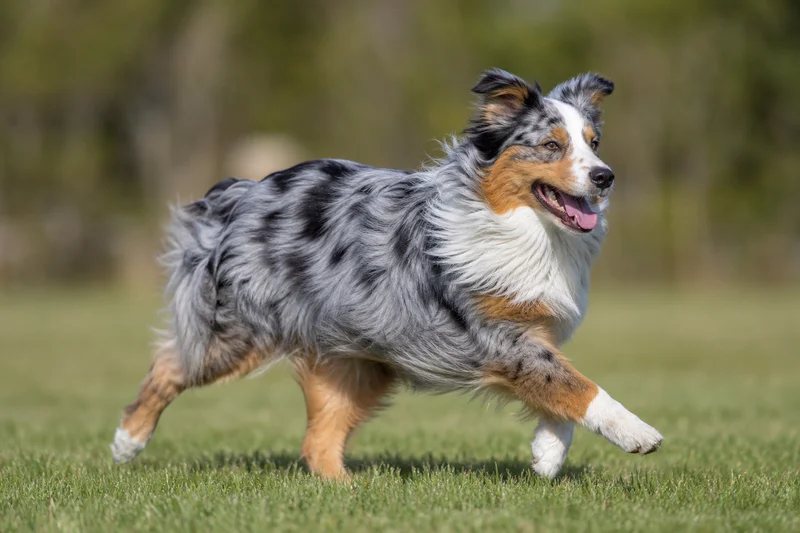 Australian Shepherd — running