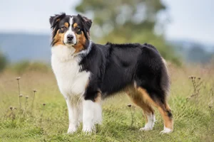 Australian Shepherd — adult