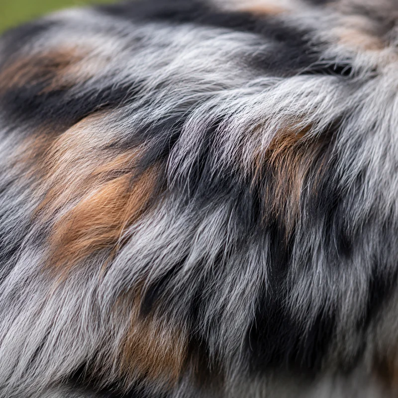 Australian Shepherd — coat texture