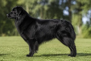 Australian Shepherd — Black coat