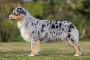 Australian Shepherd — Blue Merle coat