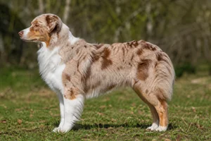 Australian Shepherd — Red Merle coat