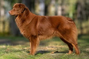 Australian Shepherd — Red coat