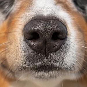 Australian Shepherd — nose