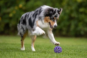 Australian Shepherd — playing