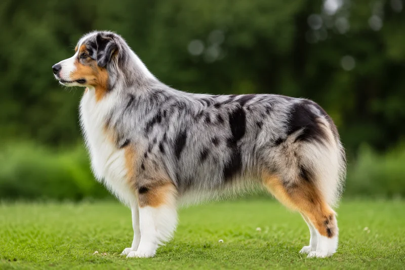 Australian Shepherd — side