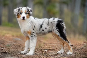 Australian Shepherd — puppy (~4 mo)