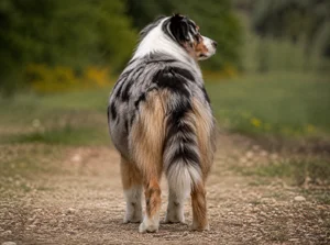 Australian Shepherd — rear
