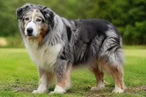 Australian Shepherd — senior