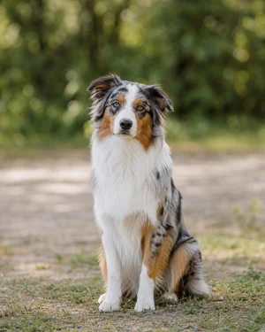Australian Shepherd — sitting