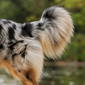 Australian Shepherd — tail