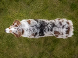 Australian Shepherd — top