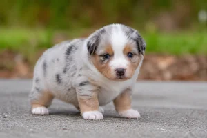 Australian Shepherd — young puppy (~1 mo)