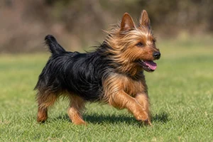 Australian Terrier — running