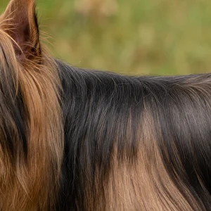 Australian Terrier — coat texture