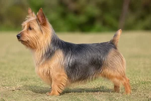 Australian Terrier — blue and tan coat
