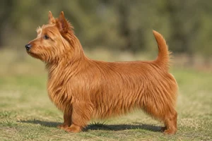 Australian Terrier — red coat