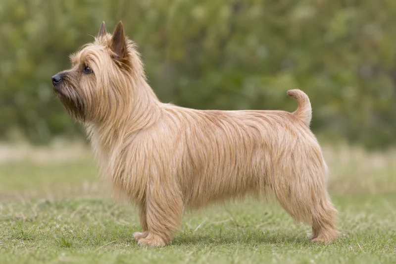 Australian Terrier — sandy coat