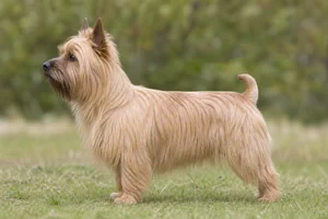 Australian Terrier — sandy coat