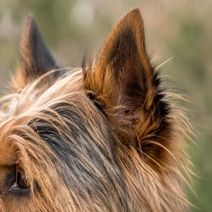 Australian Terrier — ears