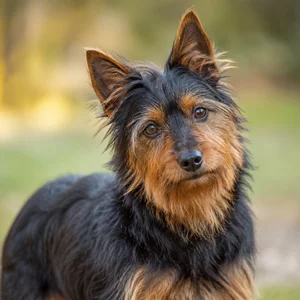 Australian Terrier — alert