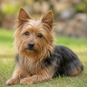 Australian Terrier — relaxed