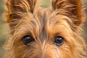 Australian Terrier — eyes