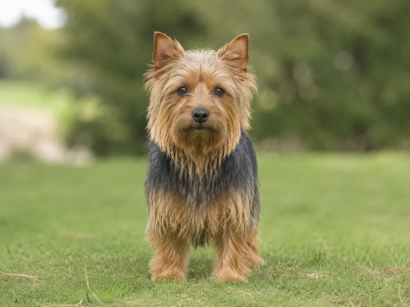 Australian Terrier — front