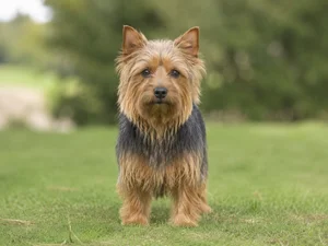 Australian Terrier — front