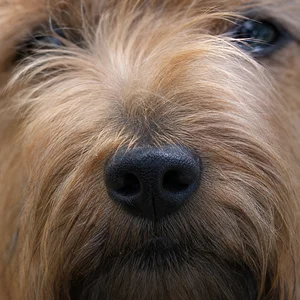 Australian Terrier — nose