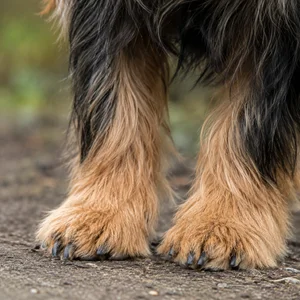 Australian Terrier — paws