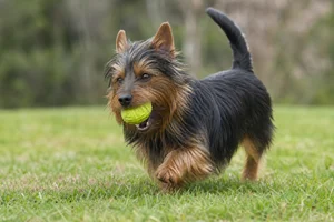Australian Terrier — playing
