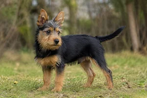 Australian Terrier — puppy (~4 mo)