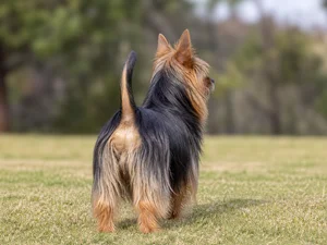 Australian Terrier — rear