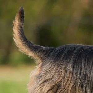 Australian Terrier — tail