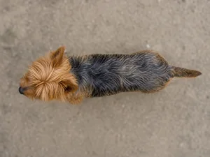 Australian Terrier — top