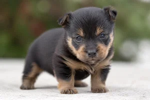 Australian Terrier — young puppy (~1 mo)